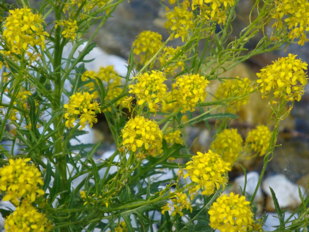 Sisymbrium austriacum / Erba cornacchia austriaca